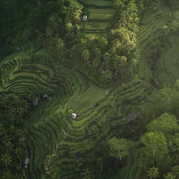 Rice terraces near the villas in north Ubud